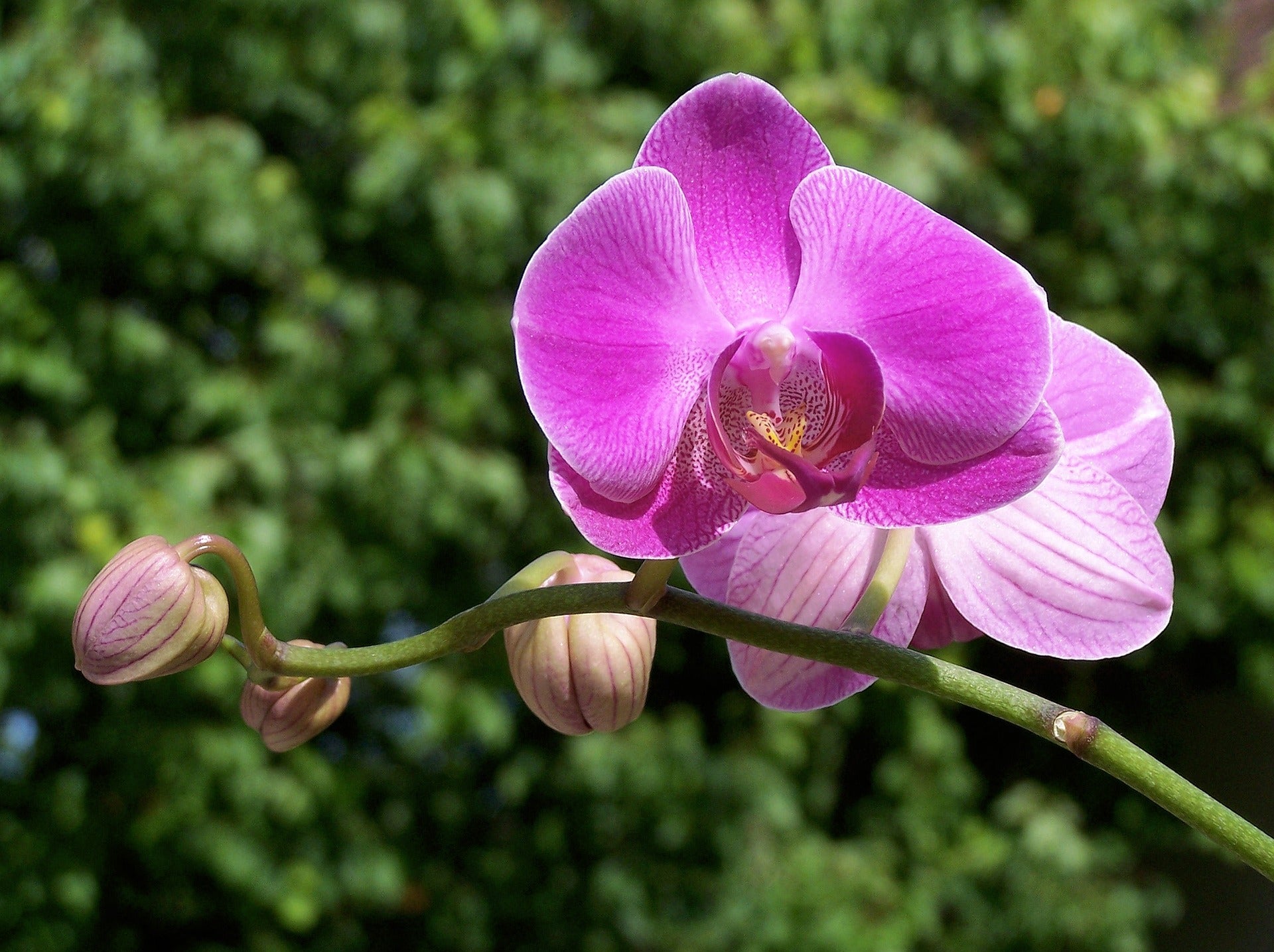 Jasmins Honey Orchid